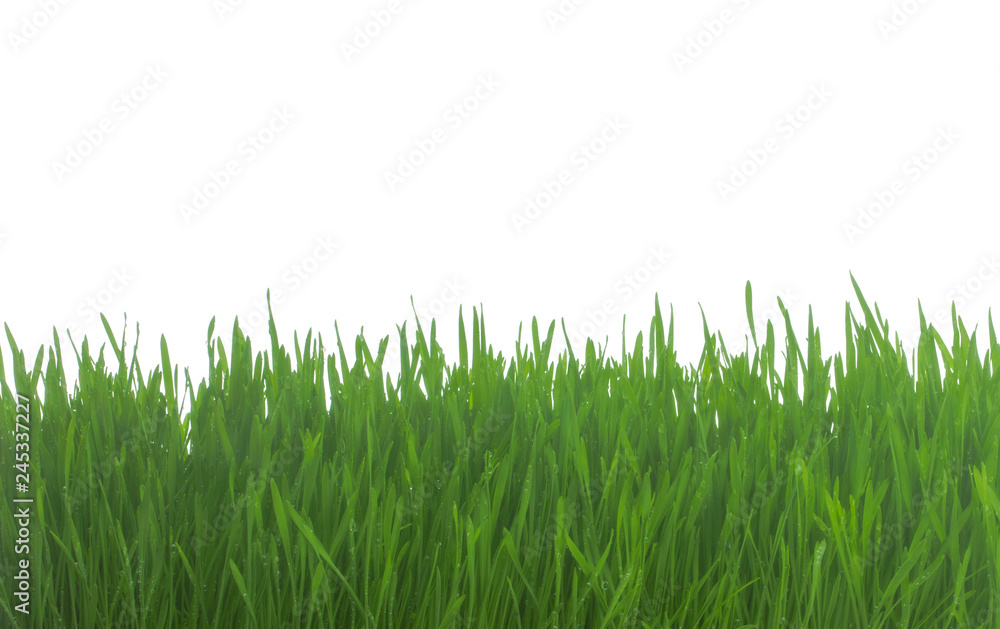 Fototapeta premium fresh green grass isolated on white background
