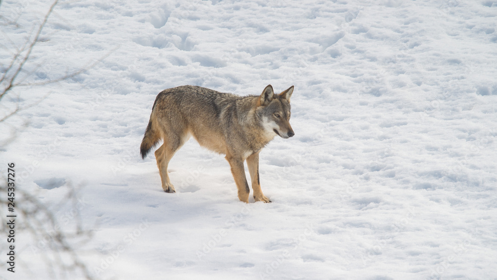Fototapeta premium parco nazionale d'abruzzo