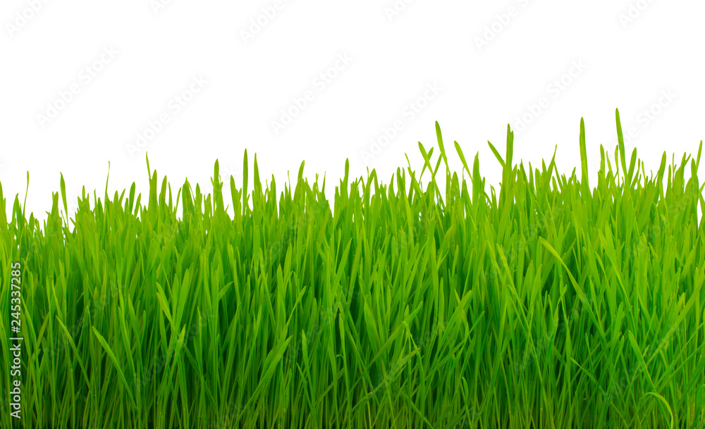 Fototapeta premium fresh green grass isolated on white background