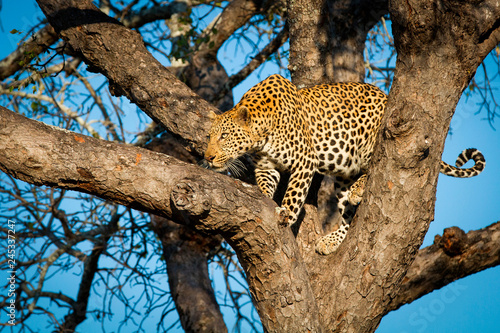 Leopard standing in fork of tree photo