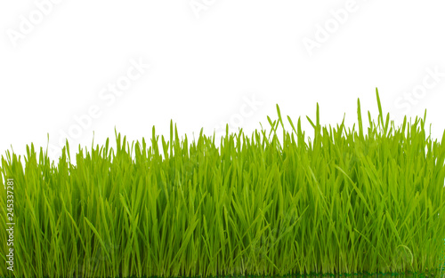 fresh green grass isolated on white background