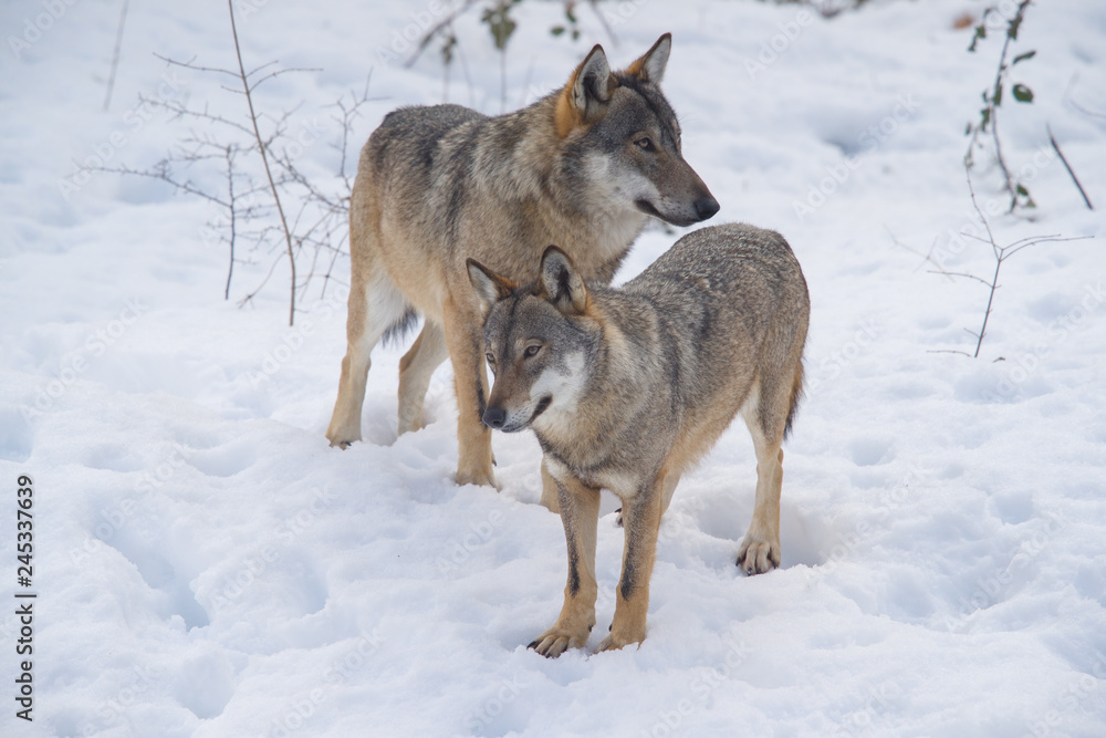 Obraz premium parco nazionale d'abruzzo