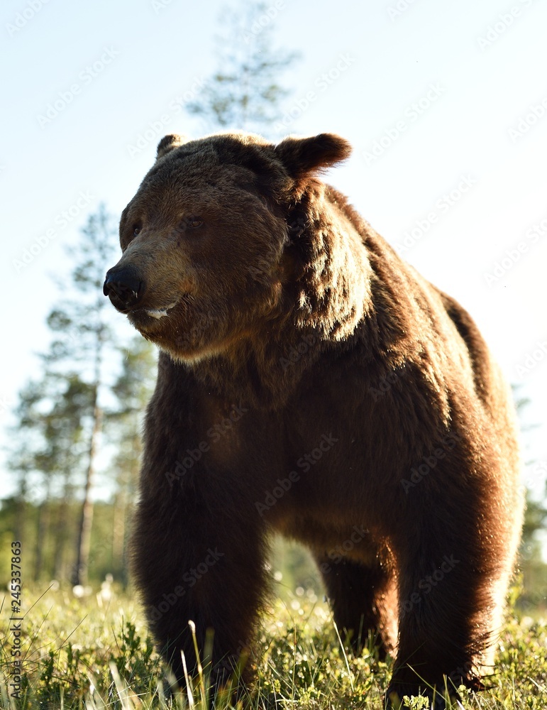 Fototapeta premium brown bear very close. bear close up at summerday