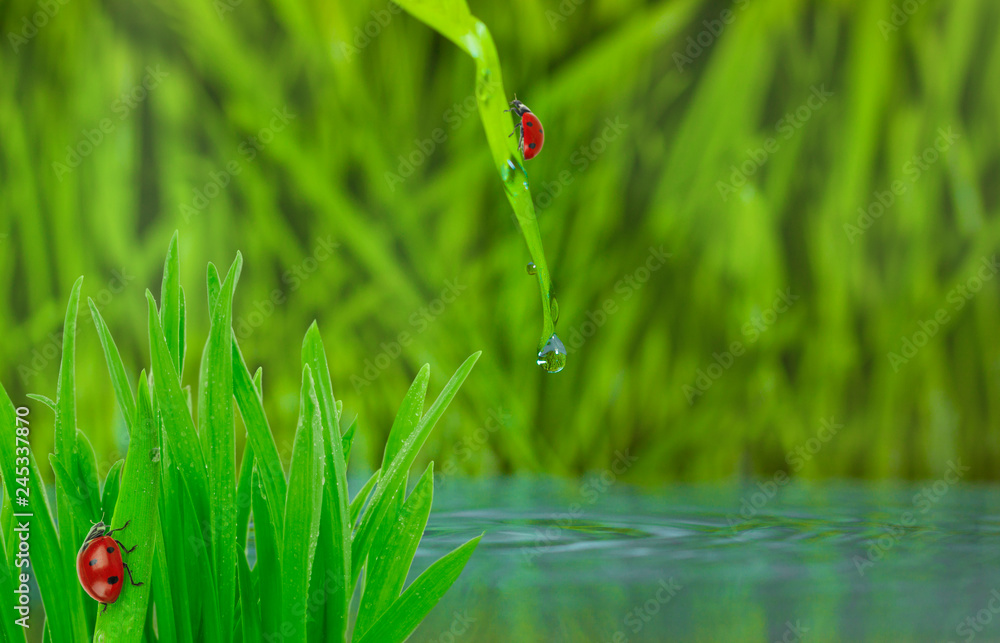 ladybirds on green grass on water background