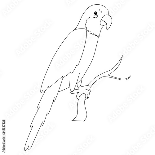  vector illustration parrot coloring book