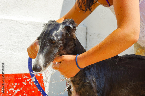 Woman bathing a greyhound with a hose in summer