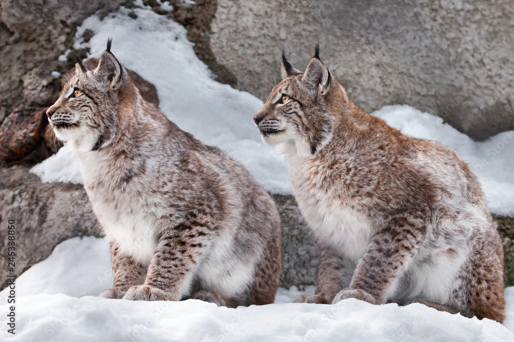 together carefully look. Two lynxes in the snow in winter, friendly couple;  slender and beautiful animals are very similar to each other. Stock Photo |  Adobe Stock
