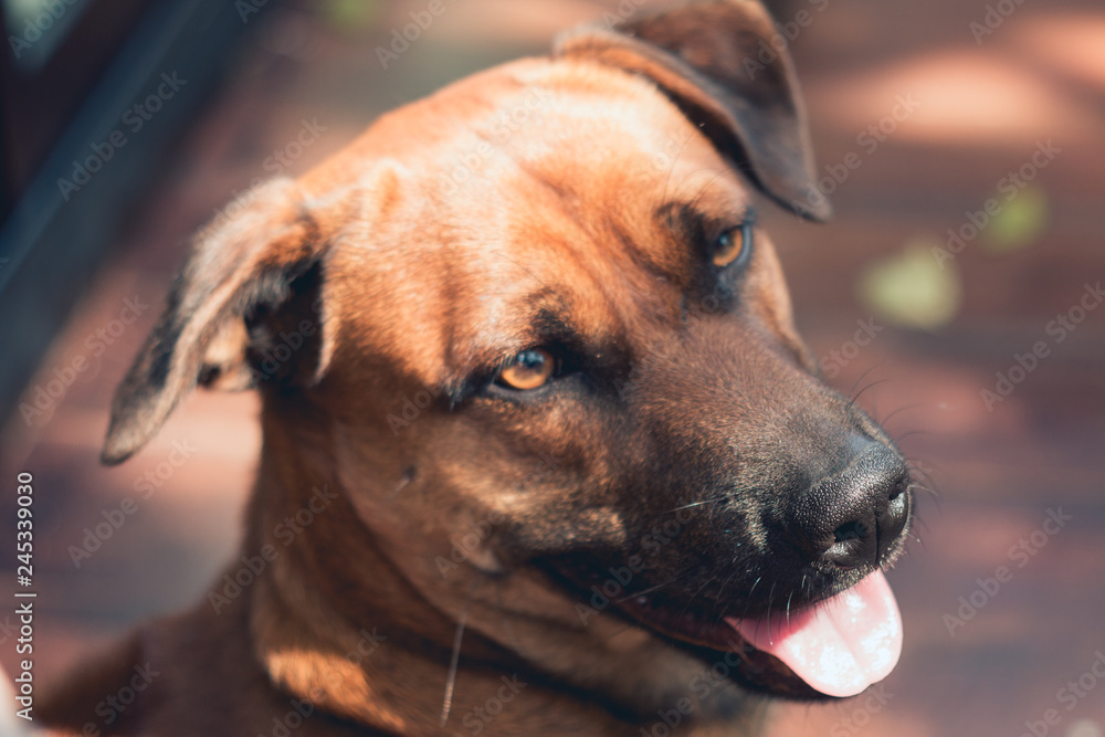 brown dog face macro