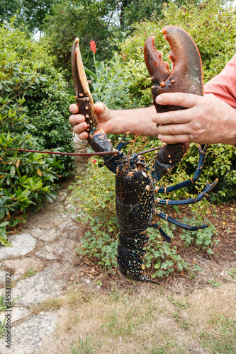 Breton alive lobster in the hands of a fisherman after fishing in Brittany
