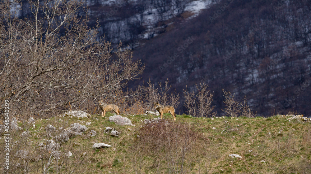 Fototapeta premium parco nazionale d'abruzzo