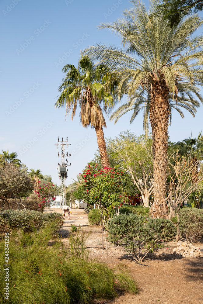 Palm trees in botanical garden - Kalya kibbutz, Israel