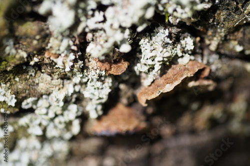 lichen in the woods macro © Michael