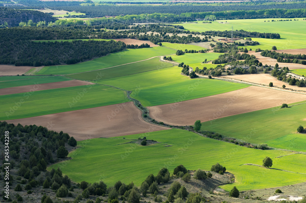 Landscape of farmfields and low forest