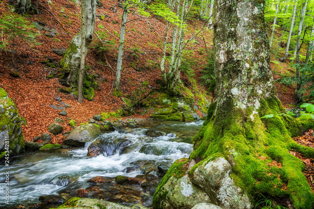 spring in the mountain, bulgaria spring in the mountain, bulgaria