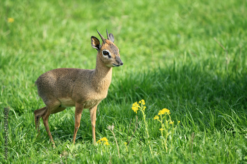 smallest antelope dik-dik on a green meadow