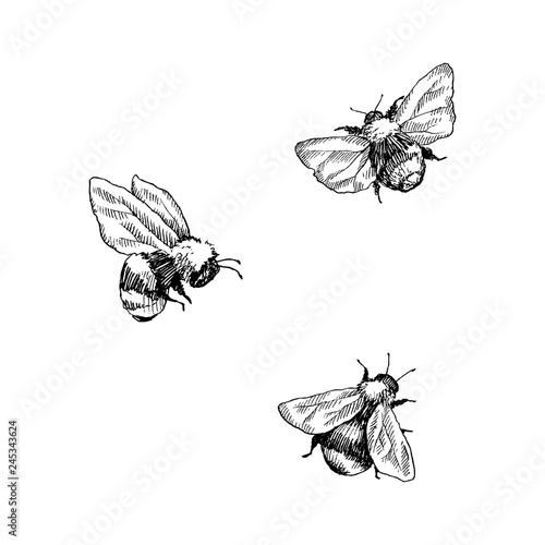 Leinwand Poster Bumblebee set