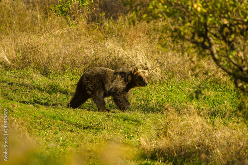 parco nazionale d'abruzzo