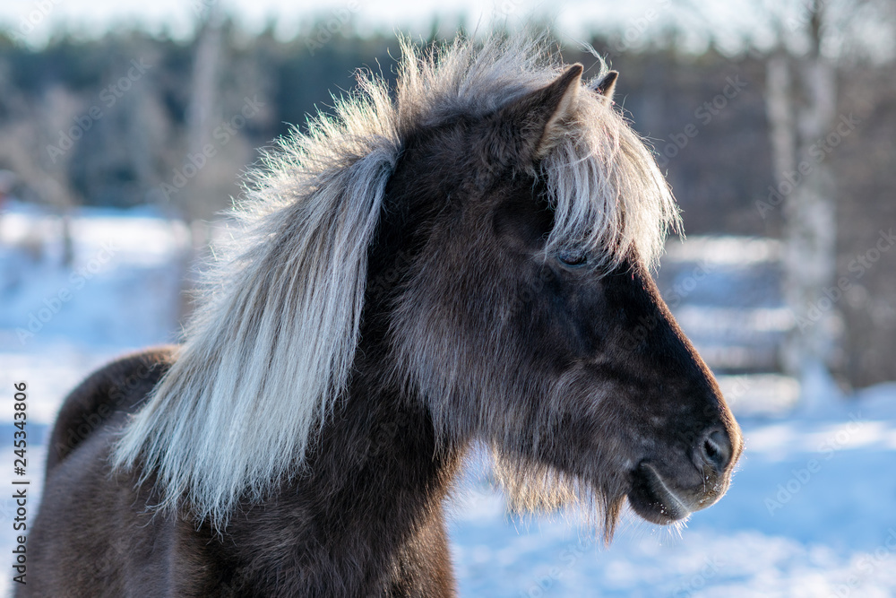 Dark brown Icelandic horse with white mane Dark brown Icelandic horse with white mane