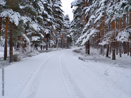 Road in the snow covered pine forest