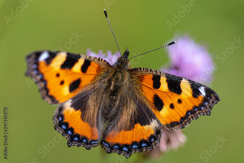 Detailed close up of a small tortoiseshell butterfly © Magnus