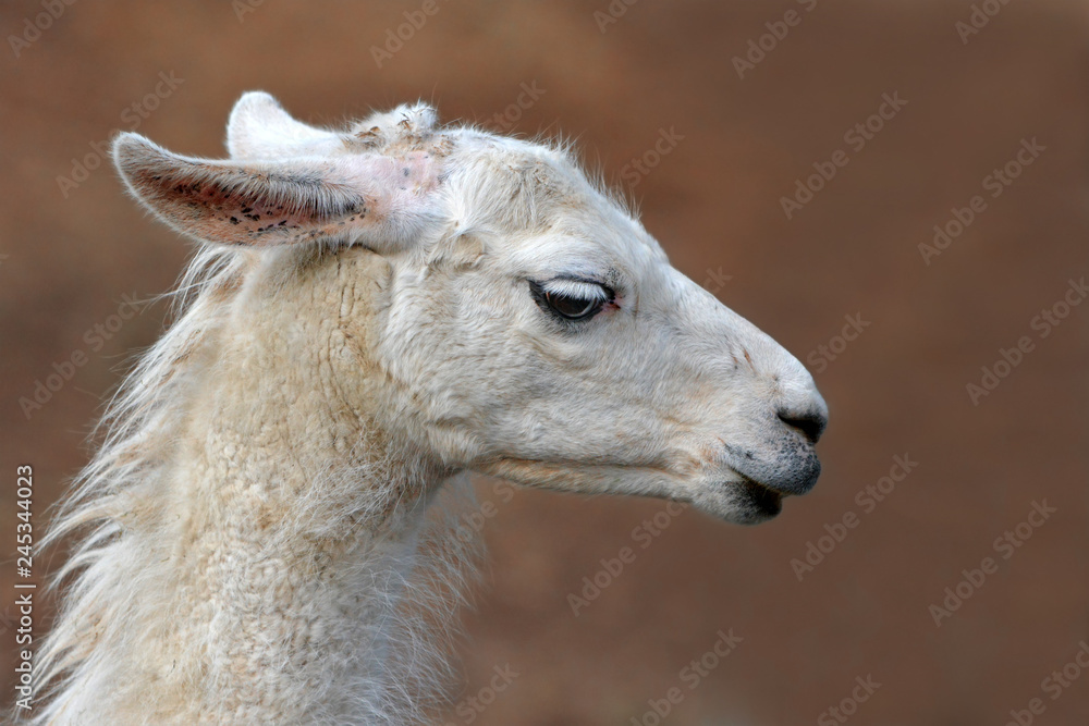 Close up side view of head of a white lama with long lashes on blurry background