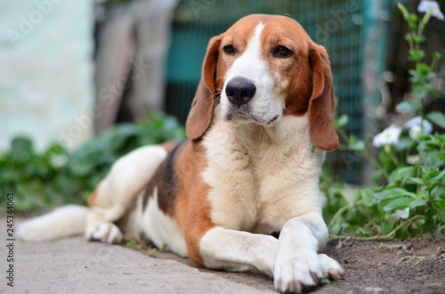 beagle on grass