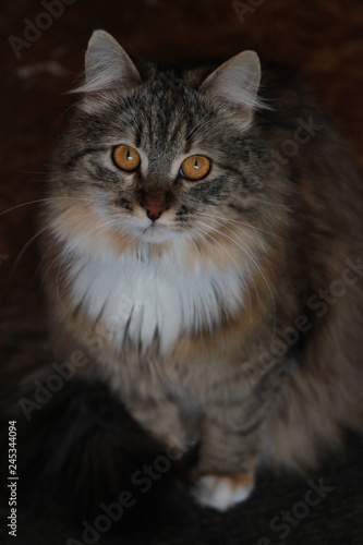 portrait of a cat