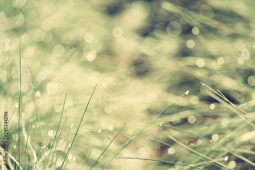 Dew in the grass, abstract floral background, selective focus