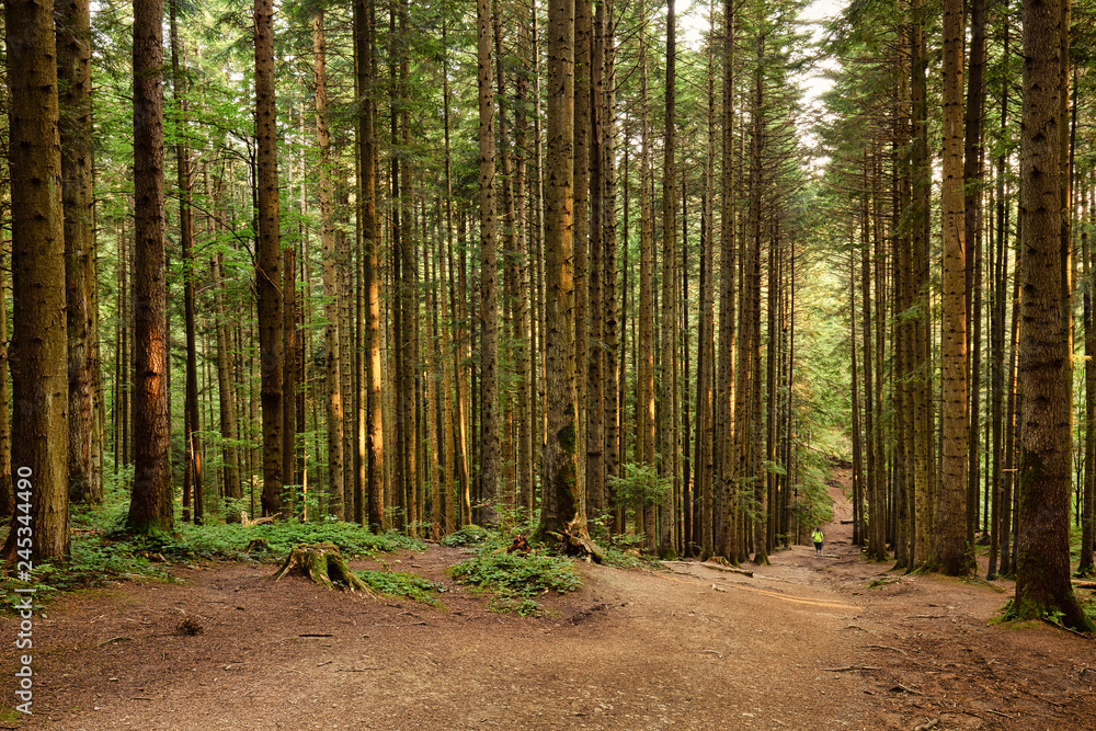 Obraz premium Road through the fir forest, natural outdoor background