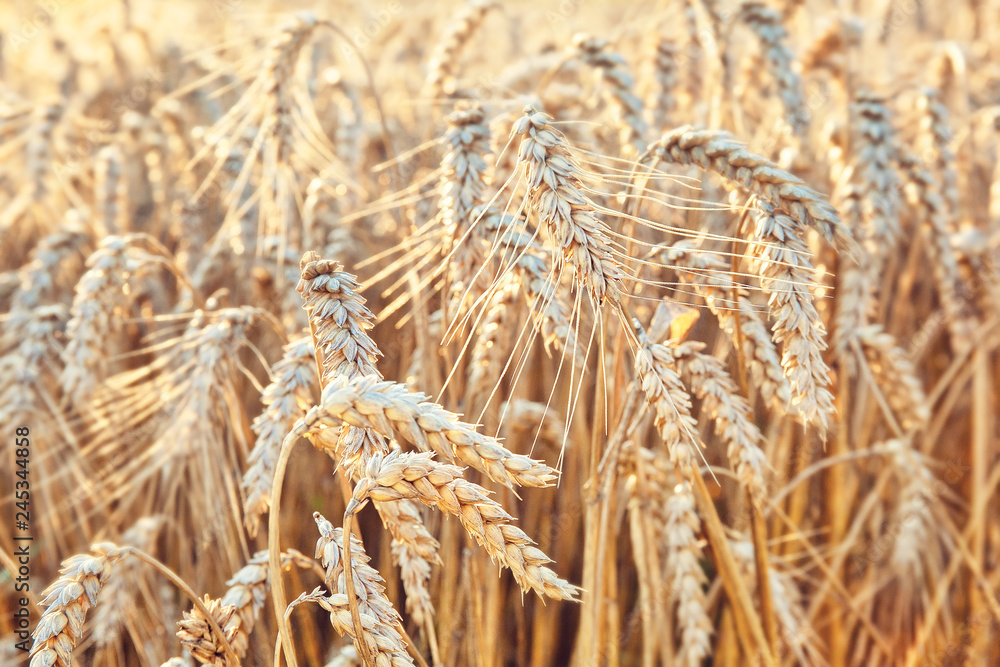 Field of wheat in the sunset, selective focus, agricultural background Field of wheat in the sunset, selective focus, agricultural background