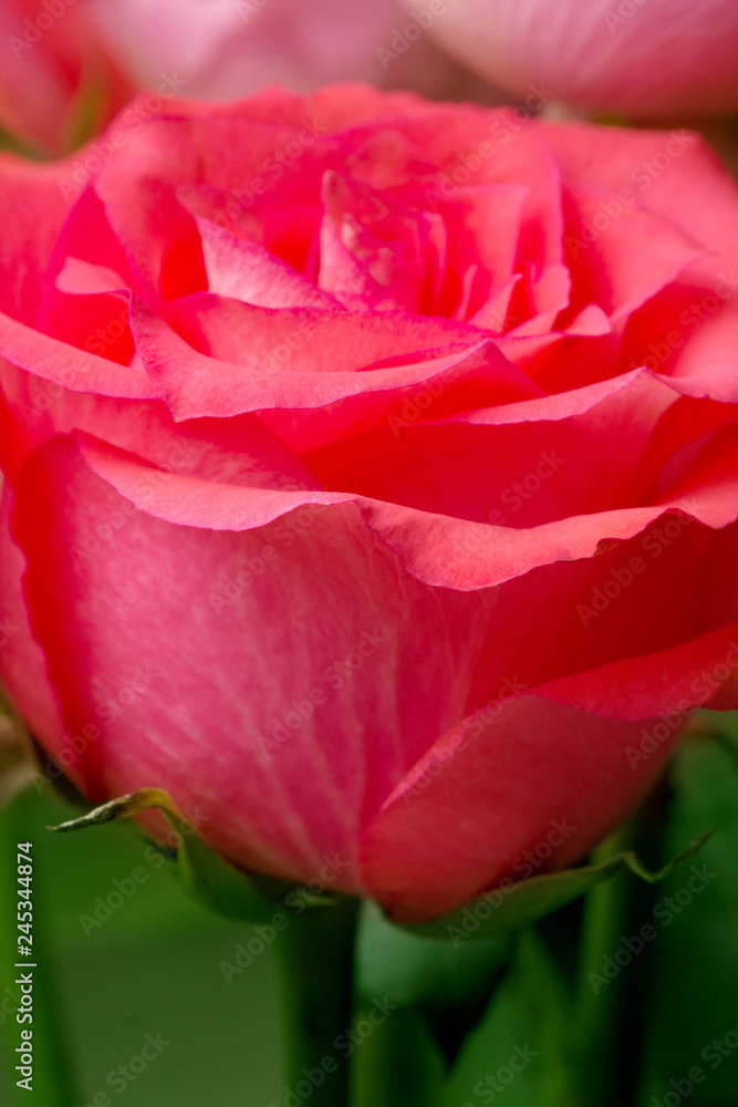 Rose flower macro. Background. Rose flower macro. Background.