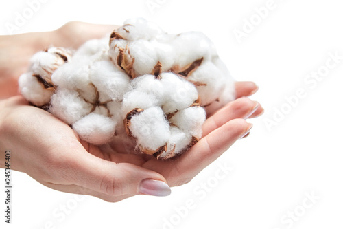 Heap of cotton flowers in the palms of woman on a white background