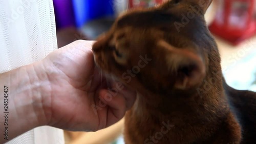 A middle aged man gently strokes his ginger cat