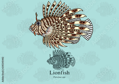 Lionfish. Vector illustration with refined details and optimized stroke that allows the image to be used in small sizes (in packaging design, decoration, educational graphics, etc.),