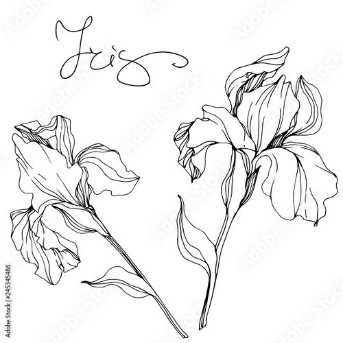 Vector Iris floral botanical flower. Black and white engraved ink art. Isolated irises illustration element.