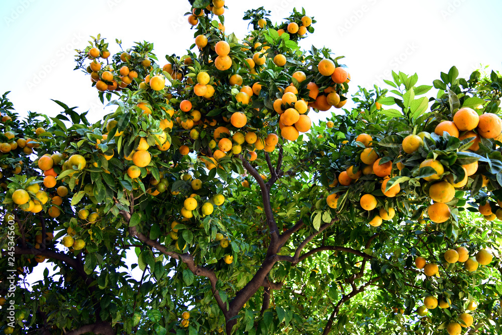 Tangerine Tree with Abundant Fruit 1