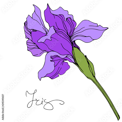 Vector Purple iris floral botanical flower. Engraved ink art. Isolated irises illustration element.