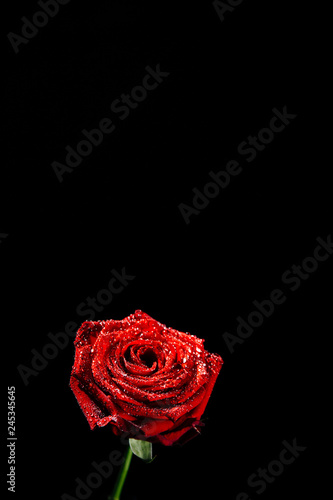 A close-up photograph of a deep red blossoming rose covered in droplets of water in front of a black background witch copy space