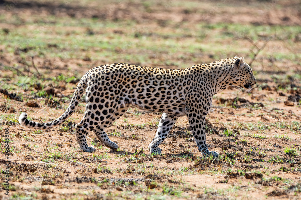 Fototapeta premium Male Leopard