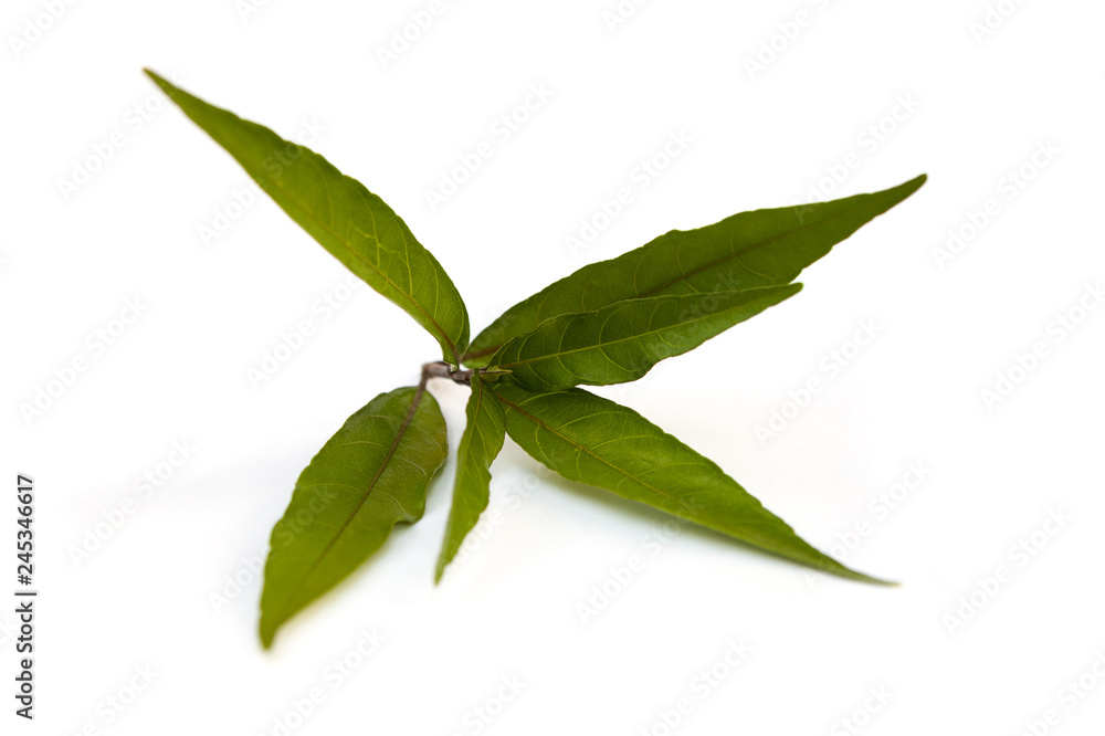 Justicia gendarussa leaves.