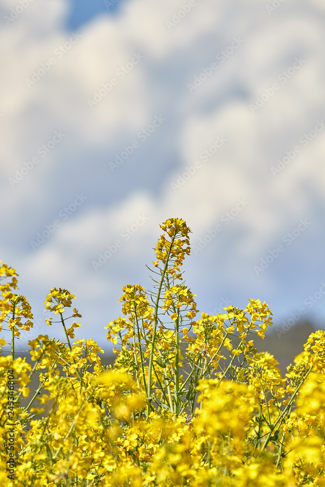 Beautiful colza flowers in spring Beautiful colza flowers in spring