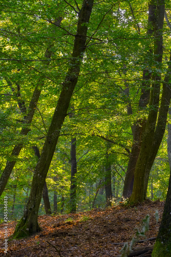 Fototapeta premium Hornbeam trees on the forest in spring