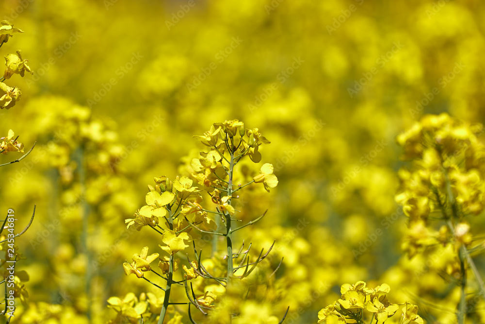 Beautiful close up picture from colza flowers in spring