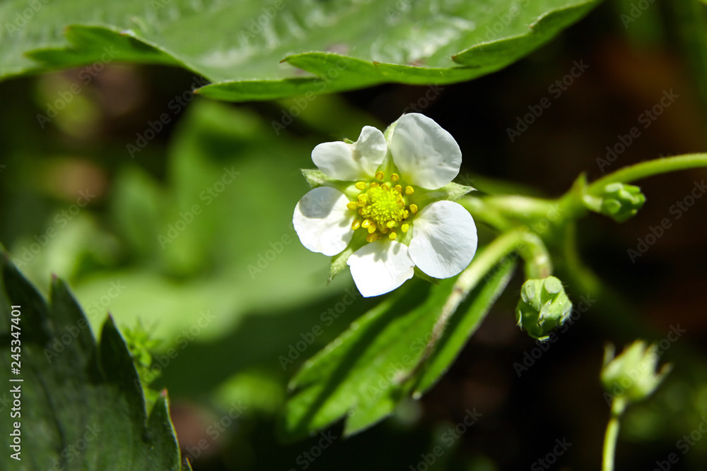 strawberry white flower, bush blooming berry in the garden strawberry white flower, bush blooming berry in the garden