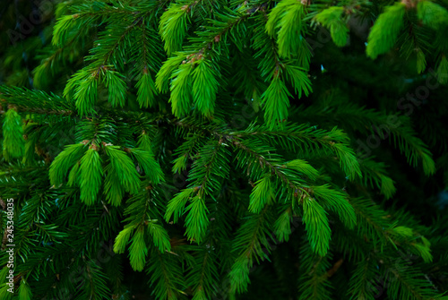 Fototapeta Naklejka Na Ścianę i Meble -  Branches of a young green fir