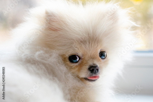 Puppy. The puppy looks at the camera. Dog at the window. Spitz cute puppy as a model.