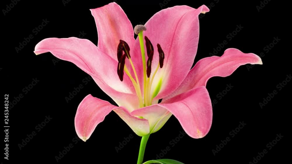 Beautiful time lapse of a lily opening up. Beautiful time lapse of a lily opening up.