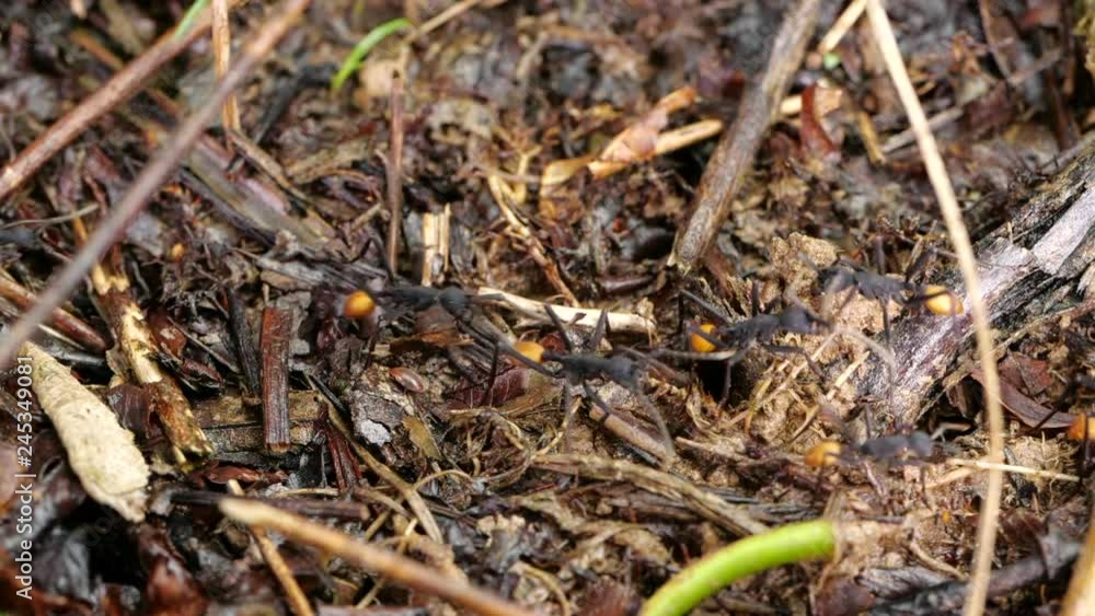 Slow motion of Army Ants (Eciton rapax) on the raid on the rainforest floor in the Ecuadorian Amazon. Slow motion of Army Ants (Eciton rapax) on the raid on the rainforest floor in the Ecuadorian Amazon.