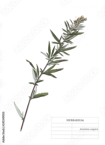 Chernobyl herb wormwood or artemisia vulgaris flowers and leaves. Herbarium Element