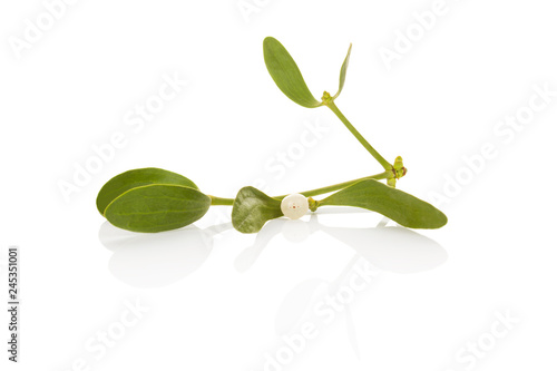 The Common Mistletoe (Viscum album) leaves are used in herbal medicine
